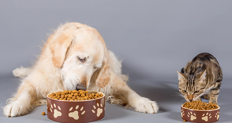 Cibo/snack per animali domestici