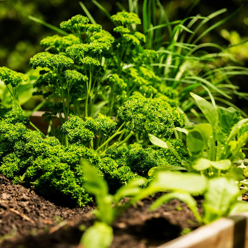 Selezionatrice ottica per erbe aromatiche